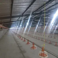 اجاره مرغداری گوشتی  چهل هزار قطعه