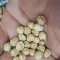 نخود|عمدهفروشی|رزن, |دیوار