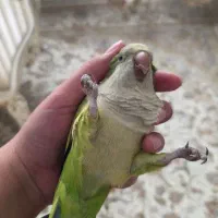 راهب نر بالغ سخنگو