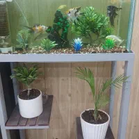 آکواریوم شیشه خم شرکتی باتمام وسایل وماهی|ماهی|میبد, |دیوار