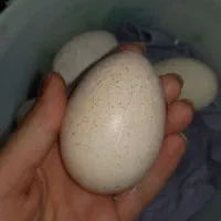 تخم بوقلمون نطفه‌دار