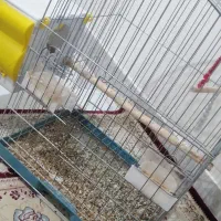 عروس هلندی لوتینو|پرنده|برخوار, |دیوار