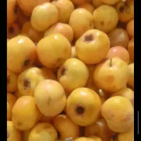 زازالک