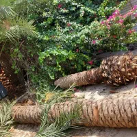 بریدن نخل قطع درخت هرس نخل سمپاشی نخل باغبانی|خدمات باغبانی و درختکاری|اهواز, نادری|دیوار
