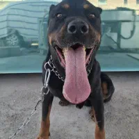 واگذاری سگ روتوایلر|سگ|بومهن, |دیوار