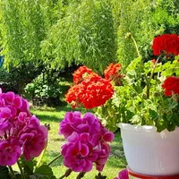 اجاره ویلا دوخوابه دربست با تمام امکانات رفاهی|اجارهٔ کوتاهمدت ویلا و باغ|ماسال, |دیوار