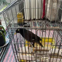 مرغ مینا|پرنده|اصفهان, شهرک ولیعصر|دیوار