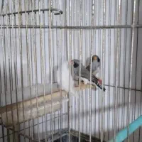 سه عدد فنج لوپ سیاه اصیل
