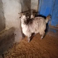 فروش بزشاخ دار