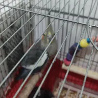 عروس پاریس معاوضه|پرنده|اهواز, سپیدار|دیوار