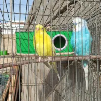 مرغ عشق وعروس هلندی و طوطی