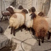 13تا شیشک و شیک میش.