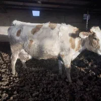 گاو گوساله تلیسه