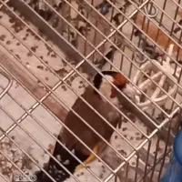 سره نقابدار زیبا|پرنده|فردیس, شهرک شهید حسینی|دیوار