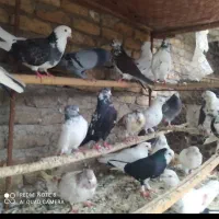 کبوتران غریب کشی بابل|پرنده|جویبار, |دیوار