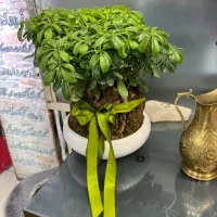 نیروی تمیز کار و ظرفشور