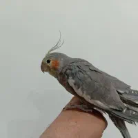 طوطی|پرنده|فیرورق, |دیوار