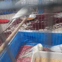 یک جفت  مرغ عشق جوان ریمو رنگین کمانی|پرنده|اندیمشک, |دیوار