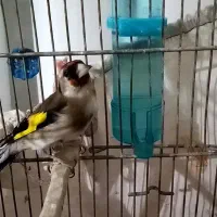 سهره ماده و نر