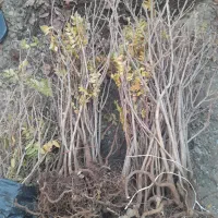 نهال سماق (ترش)