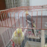 یک جفت عروس هلندی