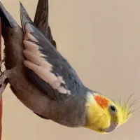 عروس هلندی گمشده