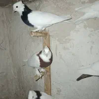 کبوتر طوقی دمبی سینه ای|پرنده|سپیدان, |دیوار