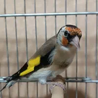 جوجه سال عطیقه|پرنده|شیراز, تندگویان|دیوار