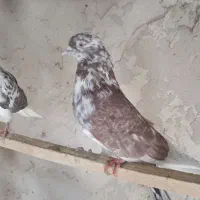 کبوتر پرشی