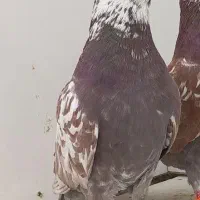 کفتر پرشی ساعت سنگین