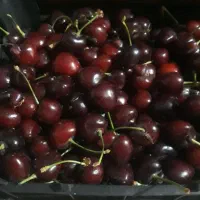 گیلاس سیاه