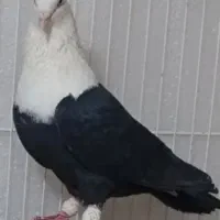 پرنده فروشی