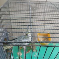 عروس هلندی نروماده