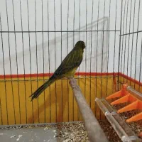 ۲قناری نر مست