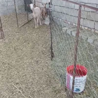 بززاییده بزغاله نر سانن پلنگی