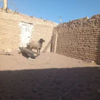 حیوانات|حیوانات مزرعه|قنوات, |دیوار