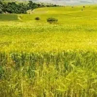فروش ۱ هکتار