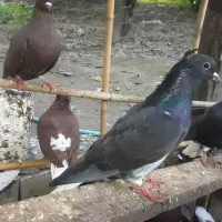 زاغدمسفید وسرخ وسروردومسفید|پرنده|ساری, |دیوار