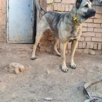 سگ اصیل نمونه|سگ|مهربان, |دیوار