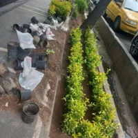 کلیه خدمات باغچه تعویض خاک گل گلکاری باغچه هرس|خدمات باغبانی و درختکاری|تهران, مرزداران|دیوار