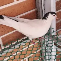 کبوتر دمگیر ماده گلپنبه گل دم