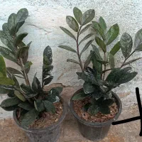 ویژه یلدا تخفیفی