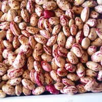 لوبیای درجه یک چیتی 450کیلو فقط تماس بگیرید|حراج|سراب, |دیوار