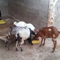 فروش بز نقشی وکپی جمولی