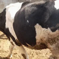 گاو شکم اول با گوساله نر