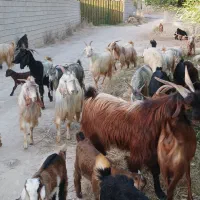 بزکهره دارترکی