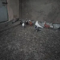 کبوتر عرب|پرنده|مراغه, |دیوار