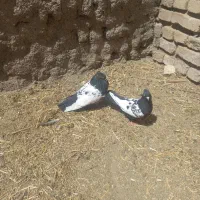 جفت سینه سیاه