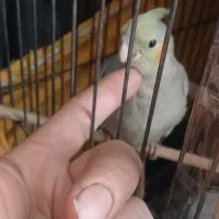 جوجه عروس هلندی|پرنده|تهران, شهرک رضویه|دیوار