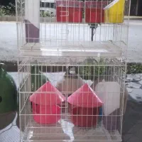 قفس جفتگاه کبوتر